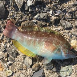 ガシラ大漁穴釣り